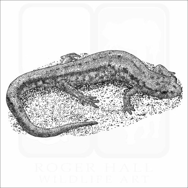 Allegheny Mountain Dusky Salamander