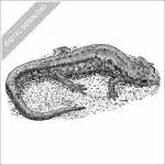 Allegheny Mountain Dusky Salamander