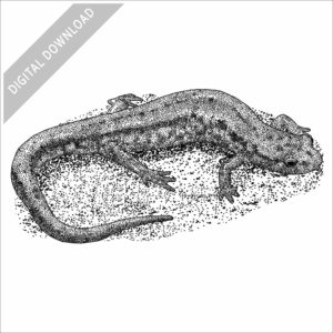 Allegheny Mountain Dusky Salamander