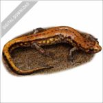 Allegheny Mountain Dusky Salamander stock image