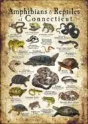 Amphibians & Reptiles of Connecticut poster