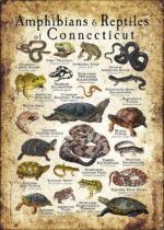 Amphibians & Reptiles of Connecticut poster