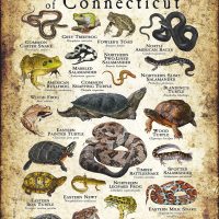 Amphibians & Reptiles of Connecticut poster