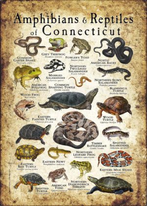 Amphibians & Reptiles of Connecticut poster