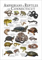 Amphibians & Reptiles of Connecticut poster print