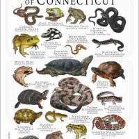 Amphibians & Reptiles of Connecticut poster print