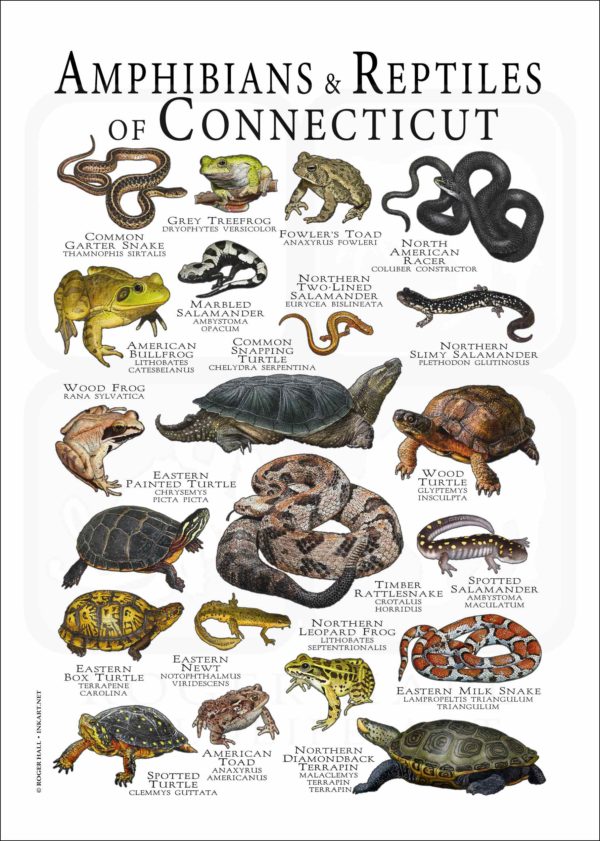 Amphibians & Reptiles of Connecticut poster print