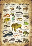 Amphibians of Alabama poster print