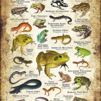 Amphibians of Alabama poster print