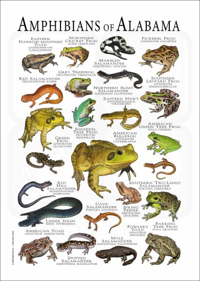 Amphibians of Alabama poster print