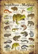 Amphibians of Maryland poster print