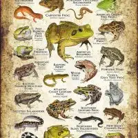 Amphibians of Maryland poster print