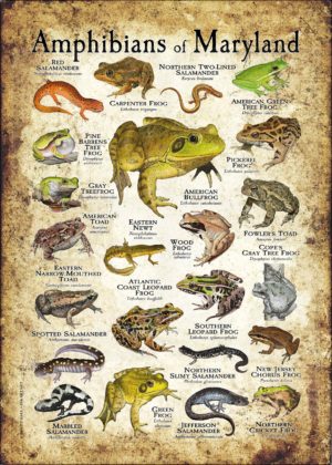 Amphibians of Maryland poster print