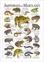 Amphibians of Maryland poster print