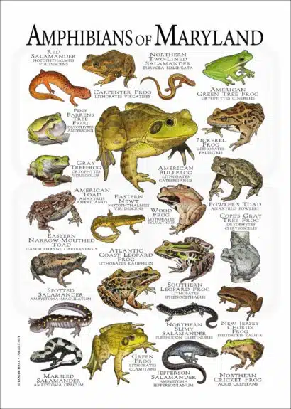 Amphibians of Maryland poster print