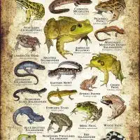 Amphibians of New York poster print