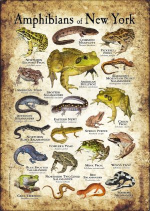 Amphibians of New York poster print