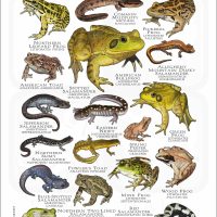 Amphibians of New York poster print