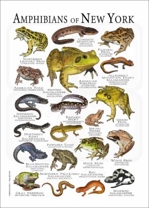Amphibians of New York poster print