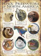 Apex Predator of North America poster print
