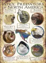 Apex Predator of North America poster print