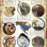 Apex Predator of North America poster print