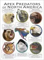 Apex Predator of North America poster print
