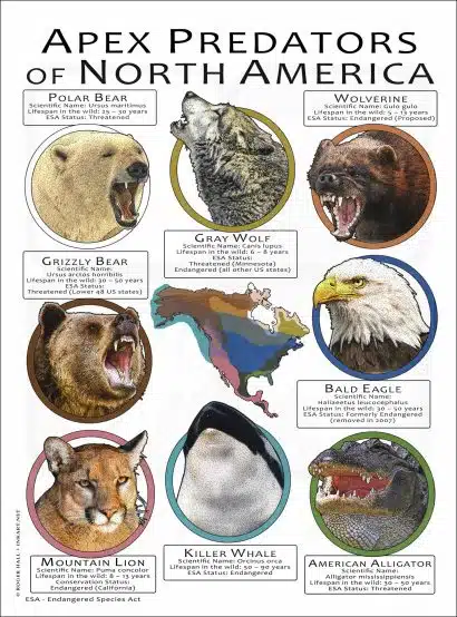Apex Predator of North America poster print
