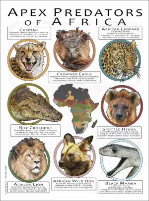 Apex Predators of Africa poster print