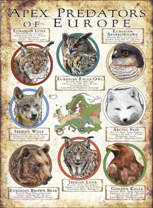 Apex Predator of Europe poster print