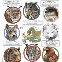 Apex Predators of Europe poster print