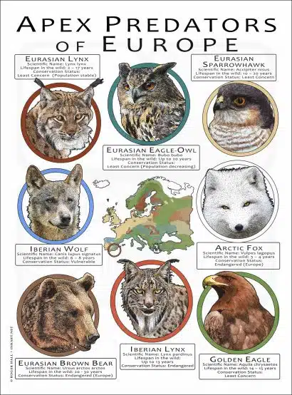 Apex Predators of Europe poster print