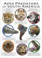 Apex Predators of South America poster print