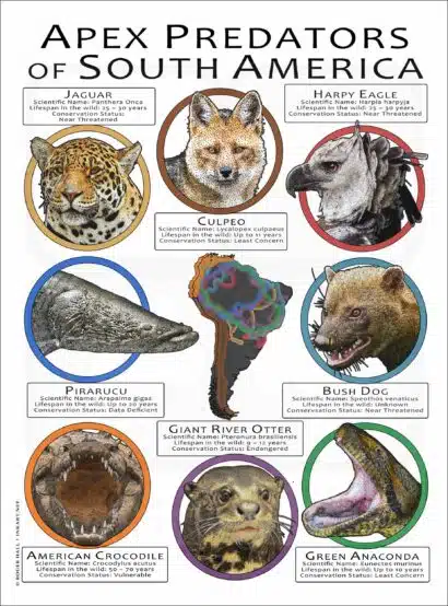 Apex Predators of South America poster print
