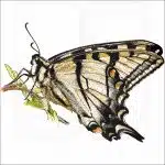 Appalachian Tiger Swallowtail illustration