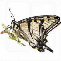 Appalachian Tiger Swallowtail illustration