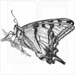 Appalachian Tiger Swallowtail