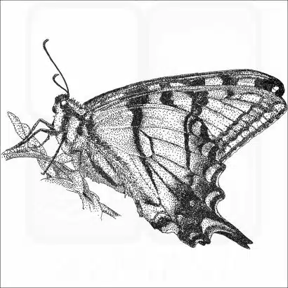 Appalachian Tiger Swallowtail