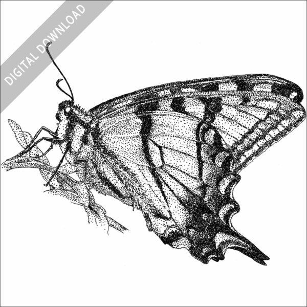 Appalachian Tiger Swallowtail