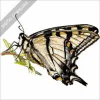 Appalachian Tiger Swallowtail stock image