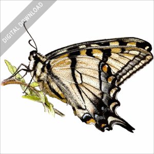 Appalachian Tiger Swallowtail stock image