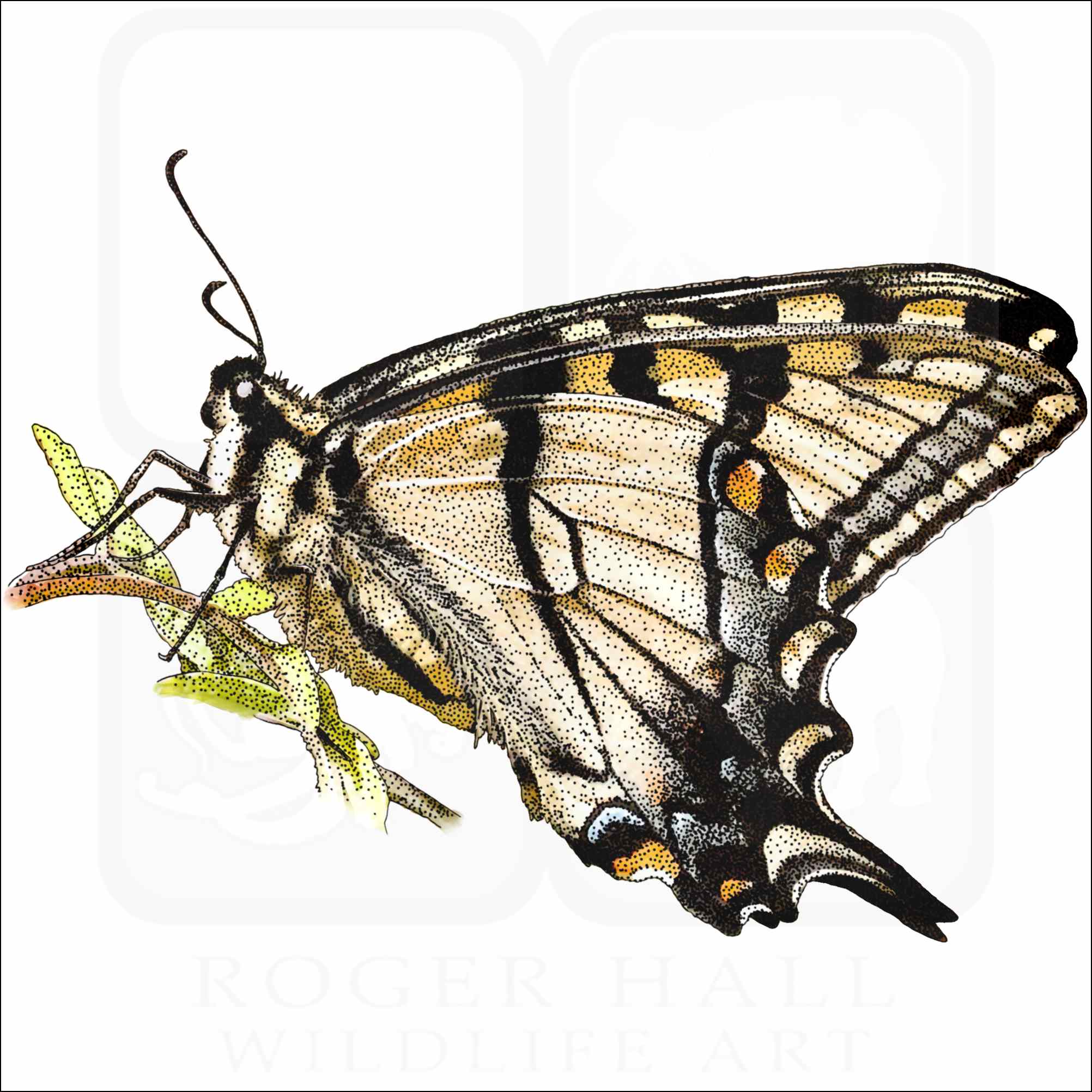 上品スタイル Appalachian Tiger Swallowtail Butterfly - Signed Fine Art Print 版画