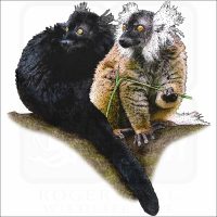Black Lemurs illustration