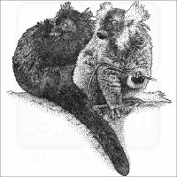 Black Lemurs
