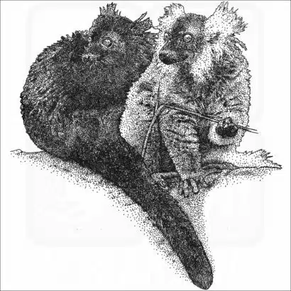 Black Lemurs