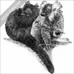 Black Lemurs