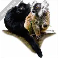 Stock art illustration of Black Lemurs