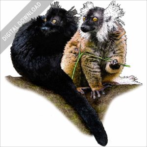Stock art illustration of Black Lemurs