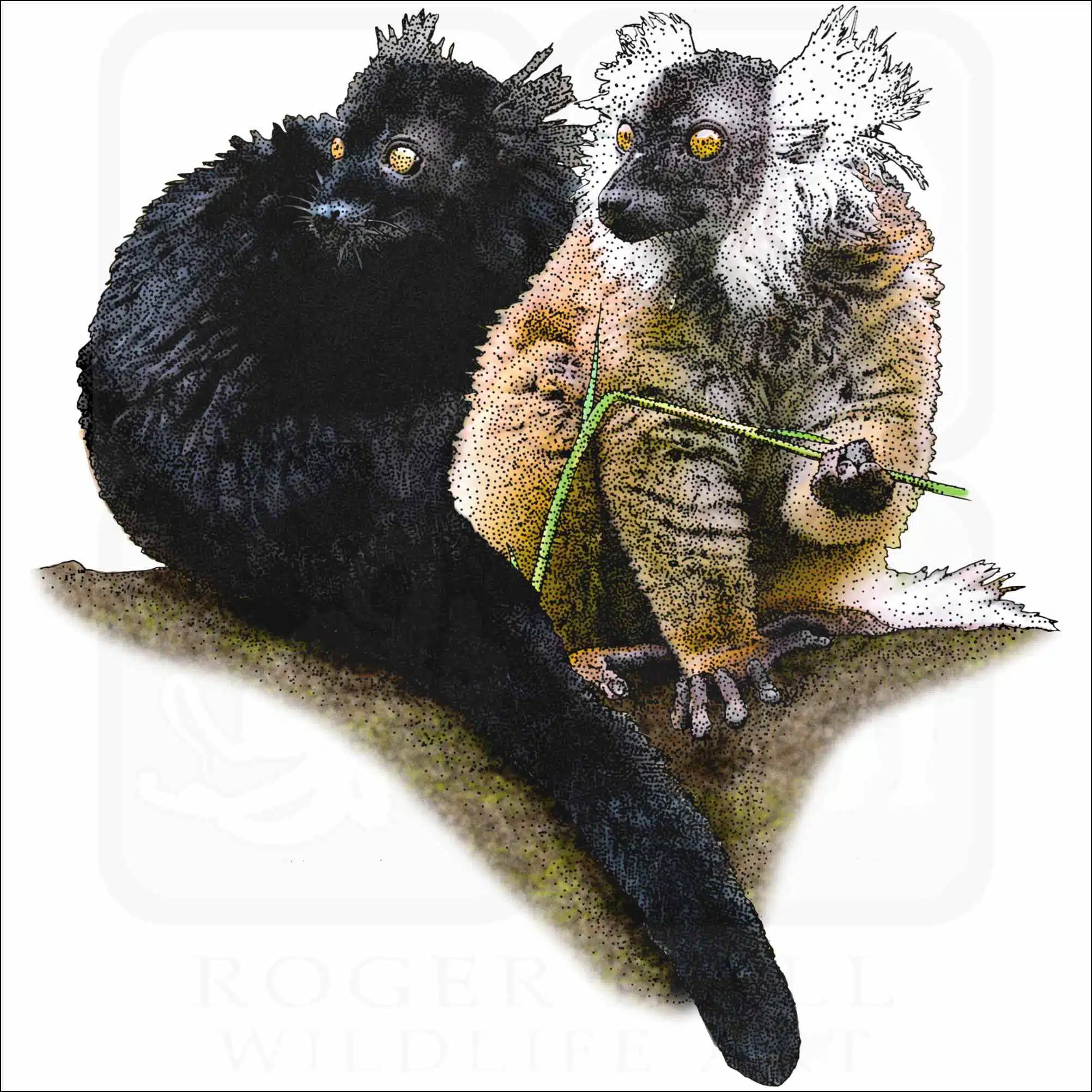 Black Lemurs Black Lemurs illustration
