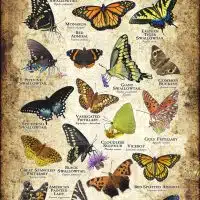 Butterflies of Alabama poster